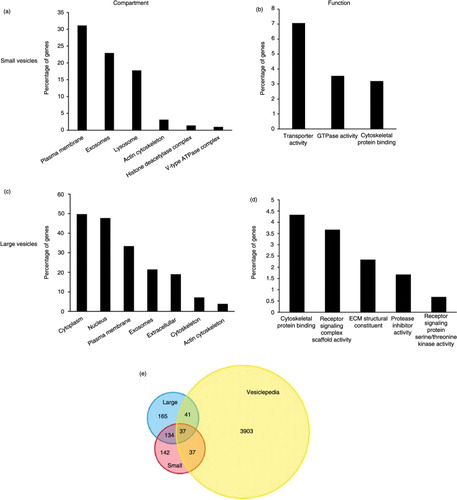 Fig. 7.  FunRich enrichment analysis shows that different genes are involved in exosome and microvesicle biogenesis and secretion. Enrichment of cellular components (a) and molecular function (b) corresponding to genes involved in small vesicle secretion. Cell compartment (c) and molecular function (d) enrichment of gene products mapped to large vesicle secretion. Reported p-values are based on hypergeometric tests calculated in FunRich software. Percentage of genes reflects the number of gene products within each category divided by the total significant genes generated by CellMiner analysis for each data set. (e) Venn diagram of overlapping genes found in the Vesiclepedia database.