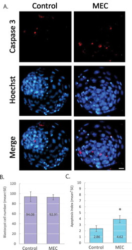 Figure 3. Embryo quality assessment of blastocysts produced in multiembryo chamber (MEC). Images show caspase 3 (555) and Hoechst staining of control and MEC blastocysts (A). Bar indicates 20 µm. Graphs show mean cell number (B) and mean apoptosis index (C) of control and MEC embryos (n = 69 blastocysts, 24–45 per group). Bars indicate standard error. Asterisks indicate statistical difference.