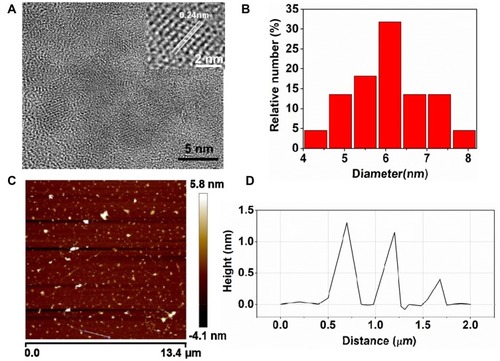 Figure 1 Characterizations of Mn-MoS2 QDs: (A) TEM images of Mn-MoS2 QDs (inset, high-resolution TEM images), (B) size distributions of Mn-MoS2 QDs, (C) AFM image of Mn-MoS2 QDs, and (D) size and height distributions of the MoS2 QDs.