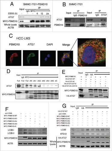 Figure 2. PSMD10 interacts with ATG7 to promote autophagy in EBSS starvation. (A) SMMC-7721-PSMD10 cells were EBSS-starved for the indicated time, and the cytosolic lysate was extracted for coimmunoprecipitation with anti-MYC, followed by probing with anti-ATG7. (B) The cell lysate from SMMC-7721 treated with EBSS for 12 h was extracted for coimmunoprecipitation with anti-PSMD10 or ATG7, followed by probing with anti-ATG7 or PSMD10. (C) HCC-LM3 cells treated with EBSS for 12 h were immunostained for endogenous PSMD10 and ATG7 to observe their colocalization, DNA was stained by 4',6-diamidino-2-phenylindole (DAPI). Representative confocal microphotographs are shown together with profiles of colocalization within the area of interest. (D) Different MYC-tagged PSMD10-expressing plasmids (mutants with each of the ankyrin repeats [dA1 to dA5], the N terminus [dN, deleted for amino acids 1 to 38], or the C terminus [dC, deleted for amino acids 204 to 226] deleted), were transfected into SMMC-7721 cells, and immunoprecipitated and immunoblotted with ATG7 or MYC-tag antibodies. (E) HEK-293 cells cotransfected with MYC-tagged PSMD10 and HA-tagged ATG7 (WT), ATG571S, ATG7CΔ, or a combination of the 2 ATG571S, CΔ, were immunoprecipitated and immunoblotted with the indicated antibodies. (F) LC3B-II accumulation was detected in SMMC-7721 cells transfected with MYC-tagged PSMD10 mutants (dA3 to 5, dC) or a PSMD10 complete plasmid after EBSS treatment for 12 h. (G) Coimmunoprecipitation with anti-HA was performed in SMMC-7721 cells transfected with HA-tagged ATG7, MYC-tagged PSMD10 mutants (dA3 to 5, dC), or a PSMD10 complete plasmid, and EBSS treated for 12 h, followed by probing for the indicated molecules.