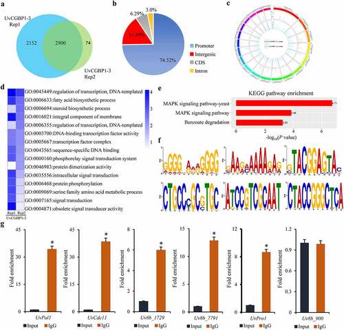 Figure 5. Genome-wide binding sites of UvCGBP1 identified by ChIP-Seq. (a) UvCGBP1 binding peaks and target genes identified by ChIP-Seq. (b) Distribution of UvCGBP1-binding sites. (c) UvCGBP1-binding sites were shown in the genome of U. virens. (d) Functional categories of UvCGBP1-bound genes. (e) KEGG enrichment analysis of UvCGBP1-bound gene-associated ChIP-seq data set. (f) Identification of UvCGBP1 binding motif with MEME (Top six). (g) ChIP-qPCR validated ChIP-seq results using five selected targets. Non-target gene, Uv8b_900 (β-tubulin), was used as a negative control. Asterisk means that UvCGBP1 was significantly enriched on the promoter of tested target gene (P = 0.05)