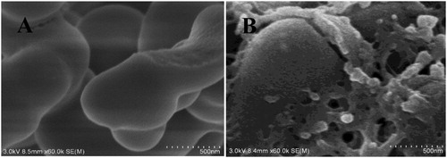 Figure 2. SEM images of (A) PAF-45 and (B) PAF-45@MIP.
