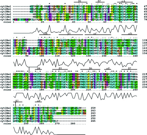 Figure 1. Multiple sequence alignment of amino acids from Cyt δ-endotoxins. The alignment was performed using Clustal X. The number on the right of each sequence indicates the residue number at the end of each line. The symbols (*), (:) and (.) represent identical, highly conserved and less conserved amino acids, respectively. The graph under the sequences indicates the degree of amino acid identity for all toxins (from 0% at the bottom to 100% at the top). The secondary structures of Cyt2Aa1 are shown on top of the sequence. The ruler number under the sequences is shown for indication of the alignment position only. The residues in Cyt2Aa1 which were selected for mutagenesis are marked by |. This Figure is reproduced in colour in Molecular Membrane Biology online.