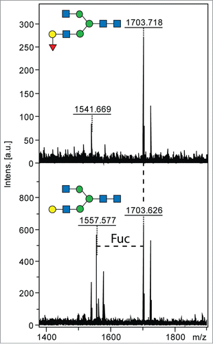 Figure 5. Cleavage of natural α(1,2) fucosylated glycans by rTfFuc1. Cleavage of fucose from a large N-glycan substrate was monitored by MALDI-TOF MS spectra after overnight incubation; the conversion of the m/z 1703 glycan (GalF) to one of m/z 1557 (Δm/z 146) is indicative of the loss of fucose. The structures of the substrate and product are depicted according to the symbolic nomenclature of the Consortium for Functional Glycomics.