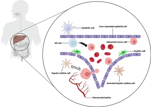 Figure 2 Nonparenchymal components of the tumor microenvironment in liver metastasis (Created with BioRender.com).