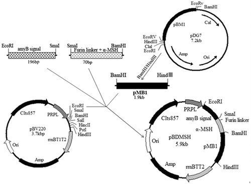 Figure 2. Construction of α-MSH expression plasmid pBDMSH. pMB1, plasmid from B. longum represents the replicon for Bifidobacterium; Amp, ampicillin resistance gene; ori, origin of replication; CIts857, a thermo-inducible gene; PRPL, promoter of prokaryote; rrnBT1T2, transcriptional terminator; amyB signal, amylase signal peptide.