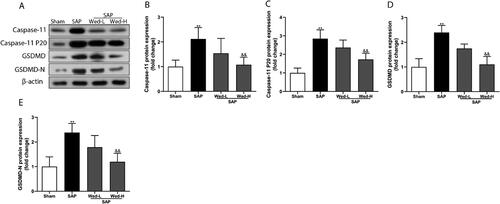 Figure 3. Western blot analysis of pyroptosis core proteins (a). The relative expression of caspase-11, caspase-11 P20, GSDMD, and GSDMD-N was determined by optical densitometry (b-e). All results are presented as the mean ± SD (n = 5). **p < 0.01 vs. the Sham group; &&p < 0.01 vs. the SAP group.