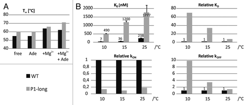 Figure 6. Thermal stability and binding kinetics of the wild-type and P1-long aptamer domains. (A) Melting point (Tm) derived from the first derivative of the melting curve measured with CD spectroscopy at different conditions. (B) Ligand dissociation constants, association and dissociation rate constants at different temperatures obtained from fluorescence spectroscopy with 2-AP (50 nM) in the presence of 4mM Mg2+.