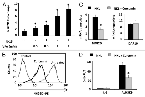 Figure 4. Effect of HDAC and HAT inhibitors in NKG2D expression in Jurkat and NKL cell lines. (A) NKG2D expression was measured in the Jurkat cell line after treatment with VPA (0.5–1.0 mM) in the absence or presence of IL-15 (50 ng/ml) cytokine. Cells were harvested after four days and NKG2D transcripts were quantified by qRT-PCR using specific primers (Table 1). The histogram shows the fold increase in NKG2D expression after treatment relative to untreated cells. GAPDH was used as a constitutive control for qRT-PCR. Data are represented as mean ± SD of three independent experiments *p < 0.05. Significance is shown as the difference between untreated and treated Jurkat-cells. (B) NKG2D expression in NKL cells was analyzed before and after treatment with 4 μM curcumin for 24 h by flow cytometry. The histogram is representative of five independent experiments. (C) NKG2D and DAP10 transcripts were quantified by qRT-PCR in untreated and curcumin-treated NKL cells (4 µM, 24 h). GAPDH was used as a control and the results are represented as the mean ± SD of three independent experiments. (D) The level of H3K9Ac in the NKG2D gene was analyzed in untreated and curcumin-treated NKL cells by ChIP assay. Normal rabbit IgG was used as a negative control. Data are expressed as the % INPUT from three independent experiments and qRT-PCR was performed in triplicate. *p < 0.05
