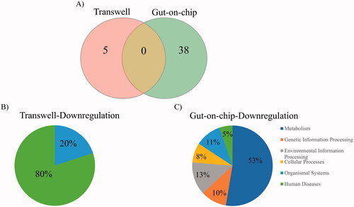 Figure 5. Overview of downregulated pathways in Caco-2 cells cultured in the Transwells and gut-on-chip devices after exposure to TiO2 NMs for 6 h. (A) Venn diagram showing downregulated pathways under each culture condition. Pie chart showing the distribution (in percentage) of the downregulated pathways over the KEGG categories in (B) the Transwell and (C) the gut-on-chip.