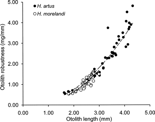 Figure 4 Relationship between otolith robustness (otolith mass/otolith length) and otolith length for the two species of opalfishes from the Auckland Islands deduced from 47 Hemerocoetes artus and 37 Hemerocoetes morelandi.