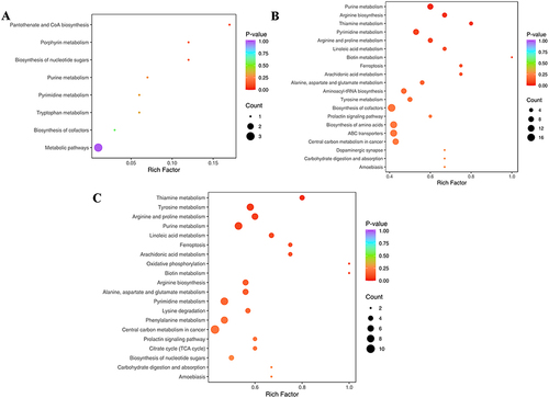 Figure 4 KEGG enrichment analyses of differential metabolites in CNAG patients. (A) WZYD B vs WZYD A; (B) HP vs WZYD A; (C) HP vs WZYD B.