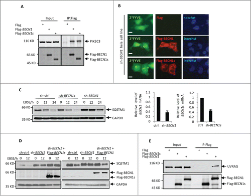 Figure 2. BECN1s is not involved in macroautophagy initiation. (A) HEK 293T cells were transfected with control vector, Flag-BECN1, or Flag-BECN1s as indicated. Twenty-four h later, cell lysates were immunoprecipitated with anti-Flag antibody, followed by western blot analysis with anti-PIK3C3 antibody. (B) HeLa cells with BECN1 stable knockdown were transfected with GFP-2*FYVE plus either control vector, Flag-BECN1, or Flag-BECN1s as indicated. Twenty-four h after transfection, cells were immunostained with anti-Flag antibody. The images were taken under a fluorescence microscope. Scale bar: 20 μm. (C) HeLa cells expressing control shRNA, BECN1 shRNA, or BECN1s shRNA were treated with EBSS for the indicated periods of time. Cell lysates were then analyzed by western blot with anti-SQSTM1 and anti-GAPDH antibodies. The shRNA-mediated knockdown efficiency for BECN1 and BECN1s was also shown. (D) HeLa cells expressing the indicated shRNAs and proteins were treated with EBSS for the indicated periods of time. Cell lysates were then analyzed by western blot with anti-SQSTM1, anti-Flag and anti-GAPDH antibodies. (E) HEK 293T cells were transfected with either control vector, Flag-BECN1 or Flag-BECN1s as indicated. Twenty-four h after transfection, cell lysates were immunoprecipitated with anti-Flag antibody, followed by western blot analysis with anti-UVRAG and anti-Flag antibodies.