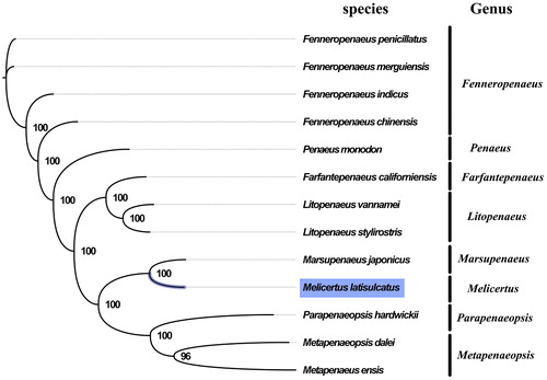 Figure 1. Phylogenetic tree of 13 species in family Penaeidae. The complete mitogenomes is downloaded from GenBank and the phylogenic tree is constructed by maximum-likelihood method with 100 bootstrap replicates. The bootstrap values were labeled at each branch nodes. The gene's accession number for tree construction is listed as follows: Fenneropenaeus penicillatus (NC_026885), Fenneropenaeus merguiensis (NC_026884), Fenneropenaeus indicus (NC_031366), Fenneropenaeus chinensis (NC_009679), Penaeus monodon (NC_002184), Farfantepenaeus californiensis (NC_012738), Litopenaeus vannamei (NC_009626), Litopenaeus stylirostris (NC_012060), Marsupenaeus japonicus (NC_007010), Parapenaeopsis hardwickii (NC_030277), Metapenaeopsis dalei (NC_029457), and Metapenaeus ensis (NC_026834).