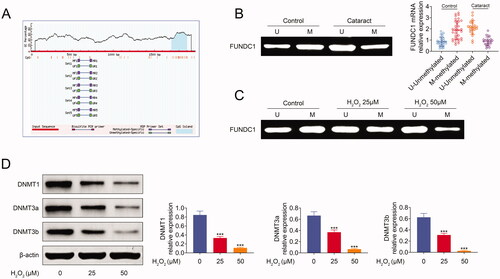 Figure 2. Hypomethylation of FUNDC1 in SRA01/04 cells under oxidative stress. (A) FUNDC1 promotor CpG island was predicted by MethPrimer online software. (B) MSP assay analyzed the methylation expression of FUNDC1 between cataract groups and control group. (C) SRA01/04(HLE) cells were treated with or without H2O2 treatment for 24 h, and then the methylation expression of FUNDC1 was determined by MSP. (D) The expression of DNA methyltransferases was measured by western blotting. Error bars represent data from three independent experiments (mean ± SD). ***p<.001.