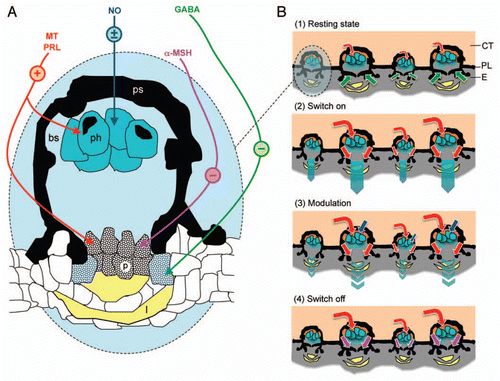 Figure 1 Model of photophore luminescence control in the shark Etmopterus spinax. (A) Luminescence control pathways present in a photophore (transversal section). Colored arrows indicate the targets of the different substances involved in the control of E. spinax's photogenesis. Symbols in color circles indicate the effect of these substances on luminescence: +, activatory; −, inhibitory; ±, modulatory. (B) Different luminescence states in a group of photophores (transversal section): (1) resting state—photocytes are weekly stimulated to glow by low levels of circulating hormones (MT and PRL; red arrows) while GABA (green arrows) prevent light to be emitted outside the photophores by provoking pigment expansion in the pigmented cells topping the photocytes; (2) luminescence switch on—high levels of circulating hormones (MT and PRL; red arrows) stimulate the photocytes to glow and provoke pigment retraction in pigmented cells topping the photocytes, counterbalancing the effect of GABA; (3) luminescence modulation—NO (blue arrows) modulate the effects of stimulatory hormones, probably by acting directly on the photocytes; (4) luminescence switch off—α-MSH (mauve arrows) inhibits the hormonally induced light, probably by acting on the pigmented cells topping the photocytes. α-MSH, α-melanocyte stimulating hormone; bs, blood sinus; CT, connective tissue; E, epidermis; GABA, γ-amino butyric acid; l, lens cell; MT, melatonin; NO, nitric oxide; p, pigmented cell; ph, photocyte; PL, pigmented layer; PRL, prolactin; ps, pigmented sheath.