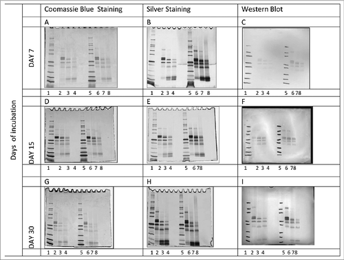 Figure 8. Electrtophoretic analysis of Na-APR-1 (M74) samples collected during accelerated stability study. Na-APR-1 (M74) was analyzed by SDS-PAGE followed by Coomassie Blue staining (left column), silver staining (center column) and Western Blot (right column) probed with anti-APR-1 antibodies. Na-APR-1 (M74) was incubated at 2–8°C, 25°C or 37°C for 7 (A, B, C), 15 (D, E, F) and 30 days (G, H, I). Gels were loaded as follows. Lane 1: Mark 12™ unstained standards, lane 2: Na-APR1 (M74) (reduced) 2–8°C, lane 3: Na-APR1 (M74) (reduced) 25°C; lane 4: Na-APR1 (M74) (reduced) 37°C, lane 5: Mark 12™ unstained standards, lane 6: Na-APR1 (M74) (non-reduced) 2–8°C, lane 7: Na-APR1 (M74) (non-reduced) 25°C; lane 8: Na-APR1 (M74) (non-reduced) 37°C.