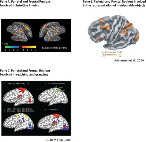 Figure 1. A common network of brain regions supports manipulable object representation, intuitive physics inferences, and action planning. (A) Regions in parietal and frontal cortex that are engaged during intuitive physics inferences (Fischer, Citation2020; Navarro-Cebrian & Fischer, Citation2022). Those regions are more active during physical prediction than during difficulty-matched tasks requiring prediction in other domains (Fischer et al., Citation2016). (B) The network that is more active during viewing of manipulable objects compared to animals, places and faces (for the original observation, see Chao & Martin, Citation2000; data from Kristensen et al., Citation2016). (C) Regions engaged in reaching and grasping, from (Culham et al., Citation2003, see also Gallivan & Culham, Citation2015). While the task demands and stimuli used to localize the three networks are markedly different on their surface, they engage overlapping parietal and frontal areas. Of particular note, is the role of the supramarginal gyrus across intuitive physics, manipulable object representation, action planning and execution, and (not shown) phonological processing (Oberhuber et al., Citation2016).