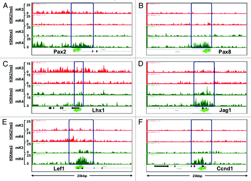 Figure 4. Chromatin platform of nephrogenic genes. Snapshots of H3K4me3 (green) and H3K27me3 (red) ChIP-Seq tracks of genes activated during differentiation. Two major chromatin patterns emerge during differentiation-associated gene activation: (1) loss of repressive H3K27me3 and gain of active H3K4me3 (A,C, and D); or (2) predominant gain of H3K4me3 (B,E, and F).