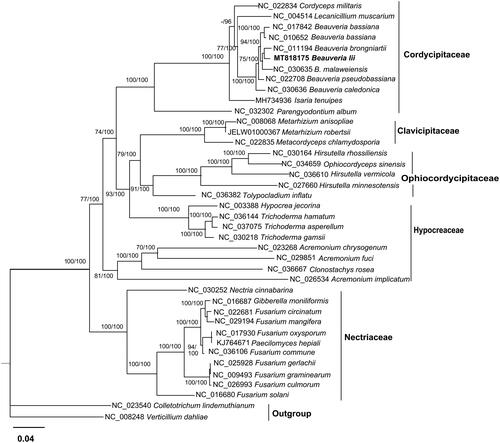 Figure 1. Phylogenetic relationships among 39 Hypocreales fungi inferred based on the concatenated sequences of 14 mitochondrial protein-coding genes. The 14 mitochondrial protein-coding genes were: nad1, nad2, nad3, nad4, nad4L, nad5, nad6, cox1, cox2, cox3, cob, atp6, atp8, atp9. The tree was generated using Maximum Likelihood (ML) and Bayesian method. ML bootstrap values (BS) ≥ 70% and Bayesian posterior probabilities (BP) ≥95%are presented at the nodes.