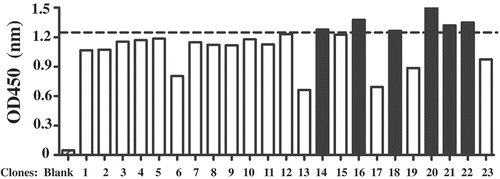Figure 1. Anti-hCD16a single domain antibody screening. ELISA assay was performed using 0.5 µg of purified and quantified phage. OD450 = 1.25 was used as cutoff to select out 6 clones (black bars).