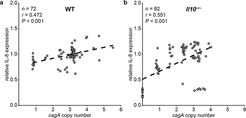 Figure 4. Correlation between cagA copy number and induction of IL-8 secretion in AGS cells was measured in WT and Il10−/− mice-derivedH. pylori colonies. Correlation between cagA copy number and induction of IL-8 secretion in AGS cells was analyzed by calculating Pearson correlation coefficient. cagA copy number and induction of IL-8 secretion of each colony were plotted. Each circle indicates individual colony. (a) WT mice-output colonies, and (b) Il10−/− mice-output colonies.