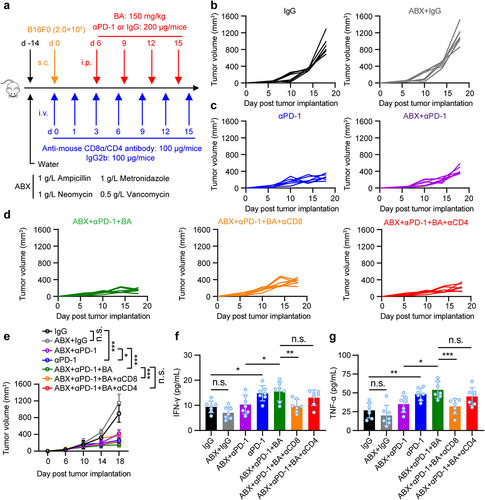 Figure 4. Microbial metabolites butyrate promotes anti-PD-1 immunotherapy efficacy through CD8+ T cell-dependent antitumor immunity. (a) experimental design: mice were treated with antibiotics, and inoculated with B16-F0 tumor cells followed by indicated therapy. (b-e) tumor growth was monitored. Mice were inoculated with B16-F0 in ABX pretreated mice, then received anti-PD-1, BA, or anti-PD-1 plus butyrate therapy (n = 7 per group). Experiments were independently repeated three times (b-e). (f, g) serum IFN-γ and TNF-α levels in mice were measured by ELISA after indicated treatment (mice serum were collected on day 18), n = 7 per group. One-way ANOVA with Tukey’s multiple comparisons test (e-g). Data represented mean±SD. *P < .05, **P < .01, ***P < .001, ****P < .0001. n.s., not significant.