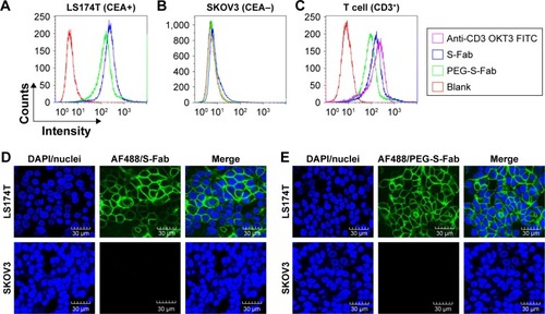 Figure 4 PEG-S-Fab can bind CEA on tumor cells and CD3+ on T cells.Notes: Flow cytometry analysis of PEG-S-Fab and S-Fab on CEA-positive LS174T cells (A), CEA-negative SKOV3 cells (B), and CD3+ T cells (C). The positive control anti-CD3 antibody OKT3 was used for T-cell flow cytometry. Confocal microscopy of immunofluorescence staining as described in the “Materials and methods” section. S-Fab (D) and PEG-S-Fab (E) on LS174T cells (upper panel) and SKOV3 cells (lower panel), respectively. The scale bar represents 30 μm. AF488, stained by the goat antihuman IgG (H + L)-AlexaFluor 488 antibody; LS174T, human colorectal cell line LS174T; SKOV3, human ovarian cancer cell line SKOV3.Abbreviations: CEA, carcinoembryonic antigen; DAPI, 4′,6-diamidino-2-phenylindole; IgG, immunoglobulin G; PEG, polyethylene glycol; PEG-S-Fab, PEGylated S-Fab; S-Fab, single-domain antibody-linked Fab; FITC, fluoresceine isothiocyanate.