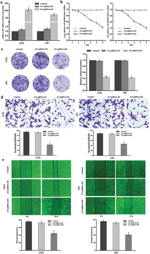 Figure 1. The transfection efficiency, viability, proliferation, invasion and migration abilities of glioma cells were detected after treatment with LV-miRNA-451. (a) Compared with the that in the Control and LV-miRNA-NC groups, miRNA-451 expression was significantly increased in the U251 and U87 glioma cells in the LV-miRNA-451 group, as shown by RT-PCR analysis (*P < 0.05). (b-c) MTT and colony formation assays showed that cell viability and proliferation ability were reduced by miRNA-451 in the LV-miRNA-451 group. (*P < 0.05). (d-e) Cell Transwell invasion and wound healing assays showed that cell invasion and migration abilities were suppressed by miRNA-451 in the LV-miRNA-451 group compared with the Control and LV-miRNA-NC groups. (*P < 0.05)