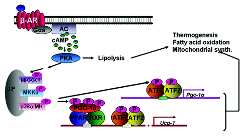 Figure 1. Catecholamines bind the βARs on adipocytes to activate the Gs and increase cAMP. cAMP activates PKA, which can phosphorylate proteins to allow lipolysis of stored triglycerides. βARs and PKA can also activate a protein kinase cascade, culminating in the activation of p38α MAPK, which phosphorylates key transcription factors to promote transcription of the UCP1 and PGC-1α genes, mitochondrial biogenesis and thermogenic energy expenditure.