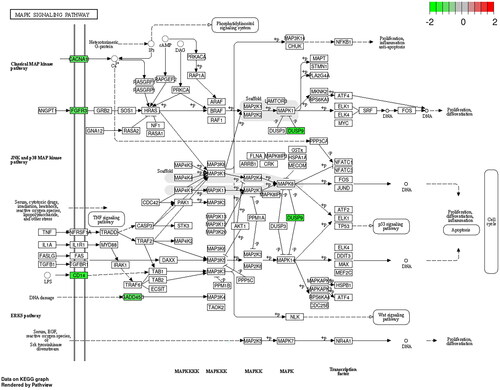 Figure 9. The KEGG pathway of down-regulated DEGs.