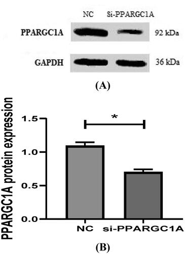 Figure 9. (A, And B) detection of protein expression of PPARGC1A gene in BuMECs after RNAi.