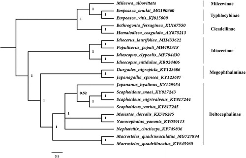 Figure 1. Phylogenetic tree constructed with MrBayes v3.2.0 (Ronquist et al. Citation2012) under the GTR + G + I model and running for 10,000,000 generations with a sampling frequency of 100 generations.