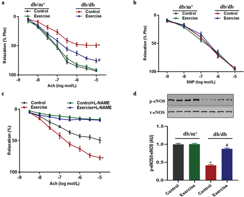 Figure 2. The effects of exercise on vascular endothelial function in diabetic mice. db/db and db/m+ mice were randomly divided into exercise and sedentary groups. Mice in exercise group were exercised daily, 6 days/week, for 6 weeks and mice in sedentary groups were placed on a nonmoving treadmill for 6 weeks. (a-b) vascular endothelial function included Ach-induced relaxation and SNP-induced relaxation in thoracic aortas from diabetic mice and non-diabetic mice. *p < 0.05 vs control in db/m+, #p < 0.05 vs control in db/db. (c) Ach-induced relaxation with L-NAME pretreatment in thoracic aortas from diabetic mice. *p < 0.05 vs others. (d) Phosphorylation of eNOS in thoracic aortas. *p < 0.05 vs control in db/m+, #p < 0.05 vs control in db/db. Data were expressed as the means ± SEM (n = 6/group).