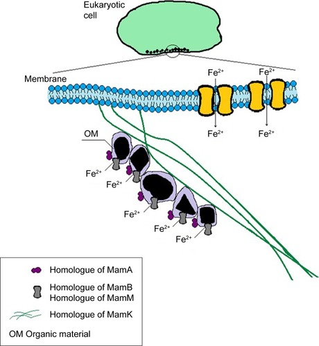 Figure 6 Predicted biomineralization of intracellular BMNPs in eukaryotes, nonmagnetotactic prokaryotes, and archaea.Note: Black shapes represent the magnetic crystals inside some organic material.Abbreviation: BMNPs, biogenic magnetic nanoparticles.