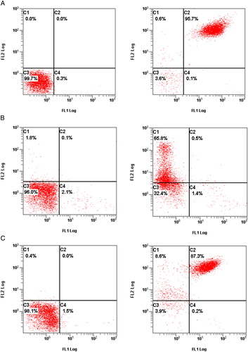 Figure 1. The expression of the GP IIb/IIIa (CD41/CD61) in ITP, non-ITP patients and healthy control, showed as the flow cytometric diagram: in the left figure, the C3 quadrant demonstrated the platelet gated by flow cytometry; in the right figure, the C1, C2, C3, and C4 quadrant represented the percentage of CD41−/CD61+, CD41+/CD61+, CD41−/CD61−, and CD41+/CD61−, respectively. (A) The expression of GPIIb/IIIa (CD41/CD61) in one of the healthy controls: platelet were gated 99.7% by flow cytometry; the percentage of CD41+/CD61−, CD41−/CD61+, and CD41+/CD61+ was 0.1, 0.6, and 95.7%, respectively. (B) The expression of GPIIb/IIIa (CD41/CD61) in one of the ITP patients: platelets were gated 96.0% by flow cytometry. The percentage of CD41+/CD61−, CD41−/CD61+, and CD41+/CD61+ was 1.4, 65.8, and 0.5%, respectively. (C) The expression of the GPIIb/IIIa (CD41/CD61) in one of the non-ITP patients: platelets were gated 98.1% by flow cytometry. The percentage of CD41+/CD61−, CD41−/CD61+, and CD41+/CD61+ was 0.2, 8.6, and 87.3%, respectively.