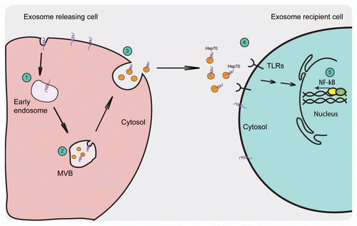 Figure 2 Schematic representation of the exosome release pathway and the proposed activation of the immune response by exosomal Hsp70. (1) Extracellular molecules or membrane proteins are internalized into the endosomes that form intra-luminal vesicles by the inward budding of their limiting membrane. (2) Under certain conditions, these MVBs fuse with the plasma membrane releasing their ILVs to the outside where they are known as exosomes. (3) Exosomes exhibit the same orientation of their membrane proteins as on the plasma membrane with extracellular domain of the protein present on the exosomal surface. (4) Exosomes that are Hsp70-positive can interact with TLRs on the cell surface (5) thus activating NF-⊠B signaling pathway.