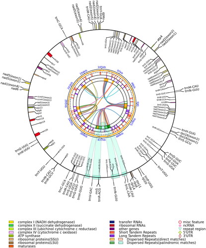 Figure 2. Mitochondrial genome map of Elymus magellanicus. The assembled mitochondrial genome (583,450 bp) of E. magellanicus (GenBank ID: OQ086977) with major features: there are 39 protein-coding genes, 64 tRNA genes, and eight rRNA genes. The colored parabola in the center circle represents the dispersed repeats. This map was drawn using the OGView tool.