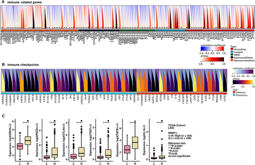 Figure 4 Correlations of differentially expressed PRMT1 and immune infiltration-associated marker genes in HCC. (A) Correlations of PRMT1 expression with immunomodulators, MHC molecules, chemokines, and receptors. (B) Correlations between the PRMT1 expression and immune checkpoints. (C) Correlations between PRMT1 expression and PDCD1, CD274, CLAT4, TGFB1 and IL10 in HCC. *P<0.05; ****P<0.0001.