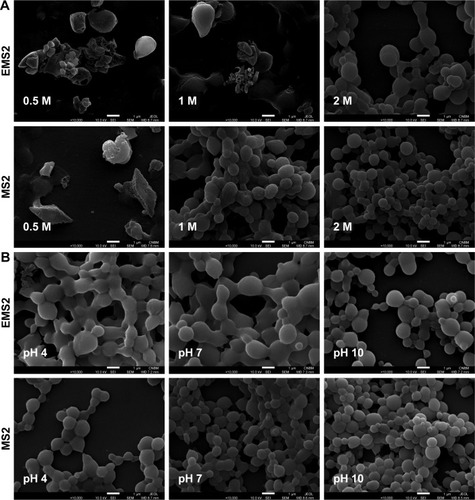 Figure 2 SEM images of EMS2 and MS2 spheres.Notes: Spheres were prepared by mixing: (A) initial concentration of 2.5 mg/mL of silk proteins with increasing potassium phosphate concentrations, 0.5, 1, and 2 M, pH 7; (B) initial concentration of 2.5 mg/mL of silk proteins with 1.75 M potassium phosphate at different pH, 4, 7, and 10; and (C) different initial silk proteins concentrations, 0.5, 2.5, and 5 mg/mL with 2 M potassium phosphate, pH 7. The representative images of three times repeated experiment are shown. Scale bar=1 µm.Abbreviation: SEM, scanning electron microscopy.