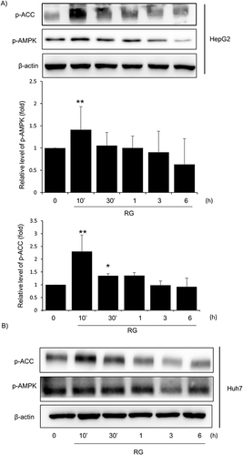 Figure 4 Effect of RG on the AMPK pathway. (A) Immunoblot analysis of p-AMPK, p-ACC and β-actin was performed on lysates of HepG2 cells treated for RG times (0, 10’, 30’, 1 h, 3 h, 6 h). The results were confirmed by repeat experiments below. (B) Huh7 cells were treated with RG (0, 10’, 30’, 1 h, 3 h, 6 h) and immunoblot analysis of p-AMPK, p-ACC and β-actin was performed. Data are presented as the average of repeated samples, with error bars representing standard deviations (vs control *p < 0.05, **p < 0.01).