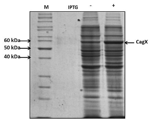 Figure 1. Induction profile of CagX protein: Total E. coli extract harboring pET-cagX plasmid was separated through 10% SDS-PAGE followed by staining with CBB stain. Induction of culture was done using 1 mM IPTG (indicated by arrow).