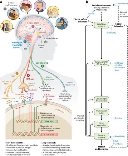 Figure 1. Social Safety Theory is grounded in the understanding that the primary purpose of the human brain and immune system is to keep the body biologically and physically safe. To accomplish this challenging task, humans developed a fundamental drive to create and maintain friendly social bonds and to mount anticipatory biobehavioral responses to social, physical, and microbial threats that increased risk for physical injury and infection over the course of evolution. (a) Accordingly, the brain continually monitors the (1) social environment, interprets social signals and behaviors, and judges the extent to which its surroundings are socially safe versus threatening. These appraisals are subserved by the (2) amygdala network, mentalizing network, empathy network, and mirror neuron system (i.e., the social brain). When a potential social threat is perceived, the brain activates a multi-level response that is mediated by several social signal transduction pathways – namely, the (3) SNS, (4) HPA axis, (5) vagus nerve, and (6) meningeal lymphatic vessels. These pathways enable the brain to communicate with the peripheral immune system and vice versa. Whereas the main end products of the SNS (i.e., epinephrine and norepinephrine) suppress transcription of antiviral type I interferon genes (e.g., IFNA, IFNB) and upregulate transcription of proinflammatory immune response genes (e.g., IL1B, IL6, TNF), the main end product of the HPA axis (i.e., cortisol) generally reduces both antiviral and inflammatory gene expression but also can lead to increased inflammatory gene expression under certain physiologic circumstances (e.g., glucocorticoid insensitivity/resistance). The vagus nerve, in turn, plays a putative role in suppressing inflammatory activity, whereas meningeal lymphatic vessels enable immune mediators originating in the CNS to traffic to the periphery, where they can exert systemic effects. (b) This multi-level ‘Biobehavioral Response to Social Threat’ is critical for promoting well-being and survival. However, it can also increase a person’s risk for negative health and behavioral outcomes when it is sustained by internal physiologic or external social recursion. Several factors can also moderate these effects, including birth cohort, culture, personality, childhood microbial environment, sleep, genetics, air pollution, diet, and self-harm. A person’s developmentally derived social safety schemas play a particularly important role in this multi-level response as they shape how social-environmental circumstances are perceived. Indeed, social safety schemas influence neurocognitive dynamics that initiate the full range of downstream biological interactions that ultimately affect disease risk and human behavior. Abbreviations: ACTH, adrenocorticotropin hormone; ADRB2, β2-adrenergic receptor; CNS, central nervous system; CRH, corticotropin-releasing hormone; CSF, cerebrospinal fluid; DAMPs, damage-associated molecular patterns; HPA, hypothalamic–pituitary–adrenal; PRR, pattern recognition receptor; SNS, sympathetic nervous system. Adapted and republished from Slavich (Citation2020a), with permission from Annual Reviews.