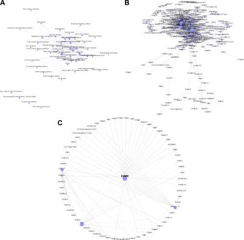 Figure 4 Pathway relation network and gene coexpression network. (A) Fifty two significantly changed pathways relation network. (B) All differently expressed genes in a coexpression network. (C) The COX5B gene localizes at the center of subnetwork in the coexpression network, which directly regulates 15 adjacent genes that network according to their degrees. Node size represents the degree of centrality.