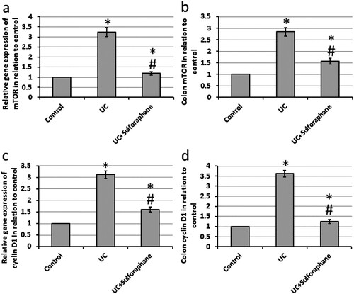 Figure 7. Effect of ulcerative colitis (UC) and 15 mg/kg sulforaphane on gene expression of mammalian target of rapamycin (mTOR, a) and cyclin D1 (c) as well colon levels of mTOR (b) and cyclin D1 (d). *Significant difference as compared with control group at p < .05. #Significant difference as compared with UC group at p < .05.