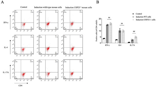 Figure 3. Percentage of positive cells after CD4+ T cell induced in vitro of USP25−/− mice and WT mice. WT: wild type; bars represent means ± SEM; n = 3–5 each group; ns: none significance; ##p < 0.01.