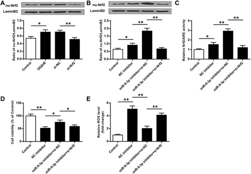 Figure 6 Blocking of Nrf2 signaling abrogated miR-9-3p inhibition mediated neuroprotective effects in vitro. (A) HT22 cells were transfected with si-Nrf2 or si-NC, and then exposed to OGD/R for 24 h. The expression of nu-Nrf2 was detected by Western blot. (B–E) HT22 cells were transfected with inhibitor NC, or co-transfected with miR-9-3p inhibitor and si-NC, or co-transfected with miR-9-3p inhibitor and so-Nrf2, then cells were exposed to OGD/R for 24 h. (B) The expression of nu-Nrf2 was detected by Western blot. (C) Relative Nrf2/ARE transcriptional activity was determined by luciferase reporter assay. (D) Cell viability was measured by MTT assay. (E) Intracellular ROS level was measured using a corresponding detection kit. Data were expressed as mean ± SD. *p <0.05, **p <0.01.