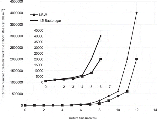 Fig. 13. Growth curves of Mychonastes sp. (Chlorophyceae) isolated from primmorphs of L. baicalensis sponge during 12 months of cultivation using natural Baikal water (NBW) and 1.5% Bacto-agar.