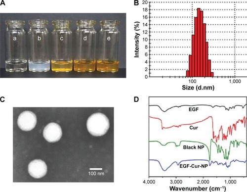 Figure 2 Characterization of PLA-10R5-PLA copolymer NPs.Notes: (A) Morphology of normal saline (NS) (a), EGF-NP (b), Cur in NS (c), Cur-NP (d), and EGF-Cur-NP (e); (B) particle size distribution of EGF-Cur-NP; (C) TEM image of EGF-Cur-NP (magnification 50,000×); (D) FTIR spectrum of EGF, Cur, the black NP, and EGF-Cur-NP.Abbreviations: EGF, epidermal growth factor; NP, nanoparticle; Cur, curcumin; TEM, transmission electron microscopy; FTIR, Fourier transform infrared spectroscopy.