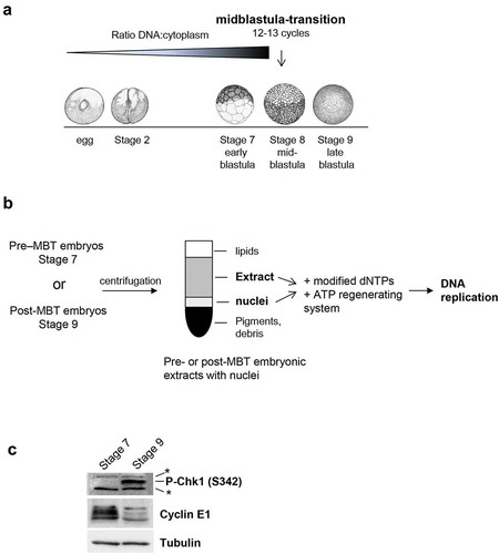 Figure 1. Embryonic in vitro replication system.(a) Developmental stages during early development of Xenopus laevis, stage diagrams from [Citation32], (b) Experimental strategy of in vitro replication system from pre- or post-MBT embryos; MBT, Mid-Blastula-Transition. (c) Western blot analysis of embryo lysates from stage 7 and stage 9 with anti-Xcyclin E1 and anti-human P-Chk1(S345) antibodies (which recognize Xenopus P-Chk1 homolog S342), anti-tubulin as loading control, * marks non-specific band.